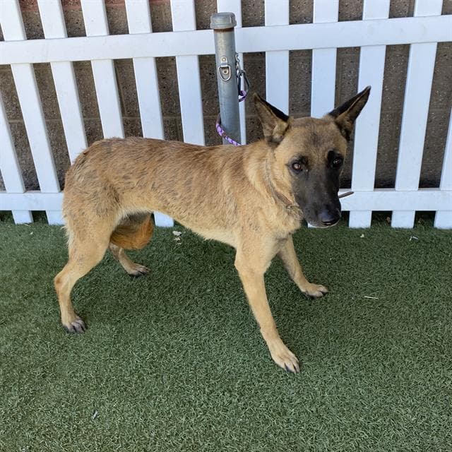 Unknown - Belgian Shepherd Malinois