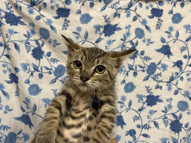 Kari - Domestic Short Hair