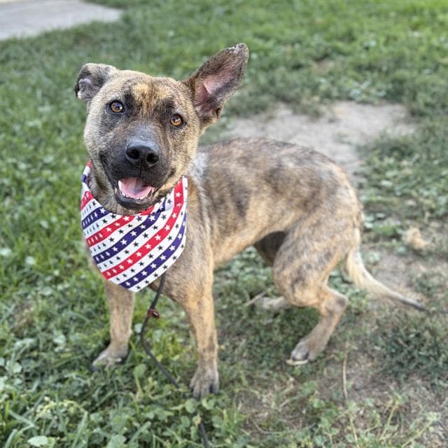 Chicago - Pit Bull Terrier