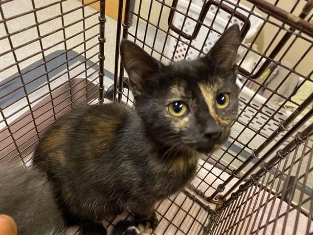 Bonnie - Domestic Short Hair