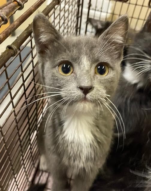 Foxy - Domestic Short Hair