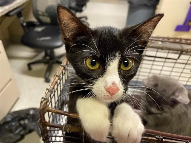Chica - Domestic Short Hair
