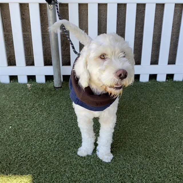 Unknown - Poodle (Standard)