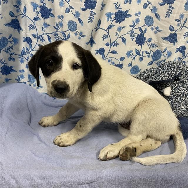 Unknown - Great Pyrenees