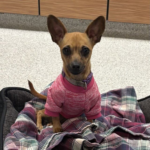 Cookie - Chihuahua
