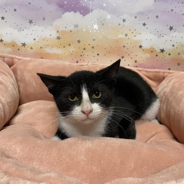 Unknown - Domestic Short Hair