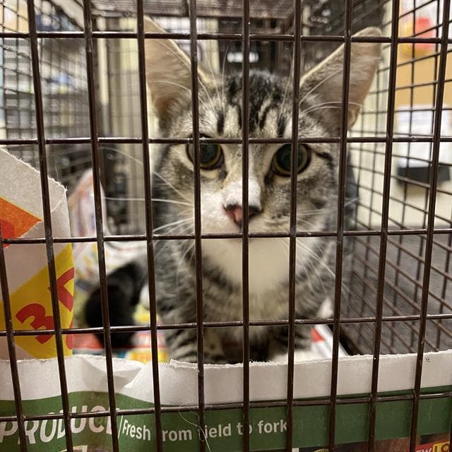 Unknown - Domestic Short Hair