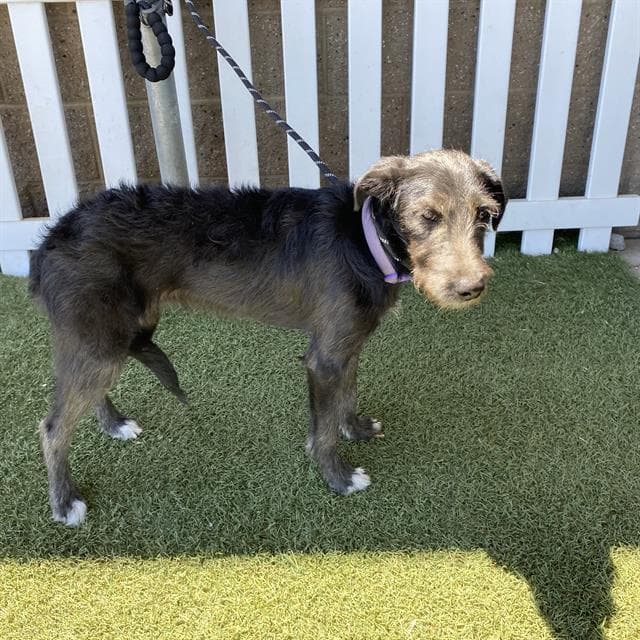 Unknown - Giant Schnauzer