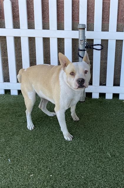 Cutler - Pit Bull Terrier