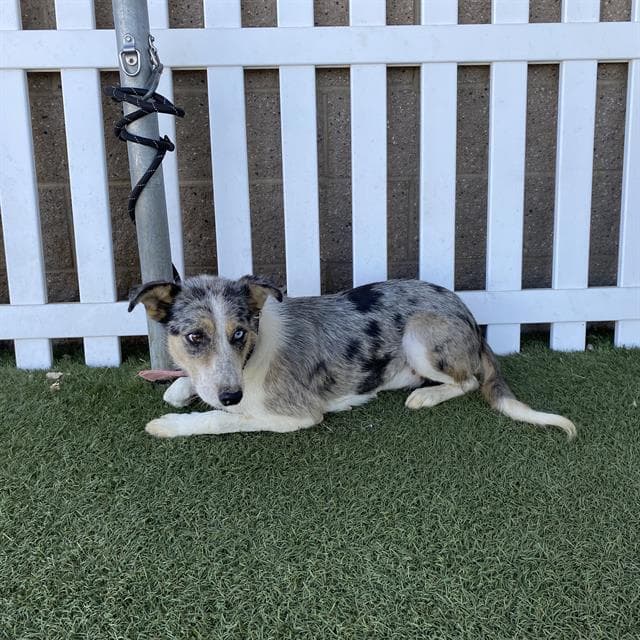 Westy - Australian Cattle Dog/Blue Heeler