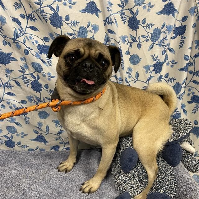 Unknown - Pug
