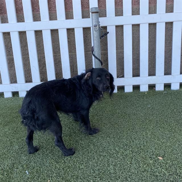 Unknown - American Water Spaniel