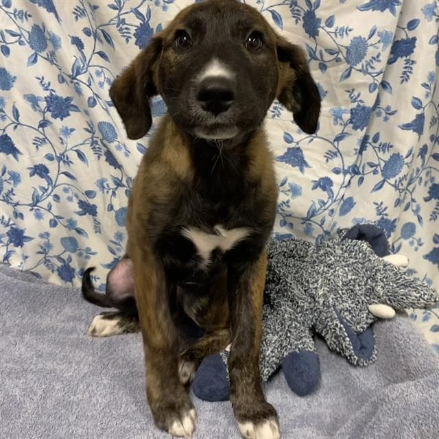 Unknown - Plott Hound