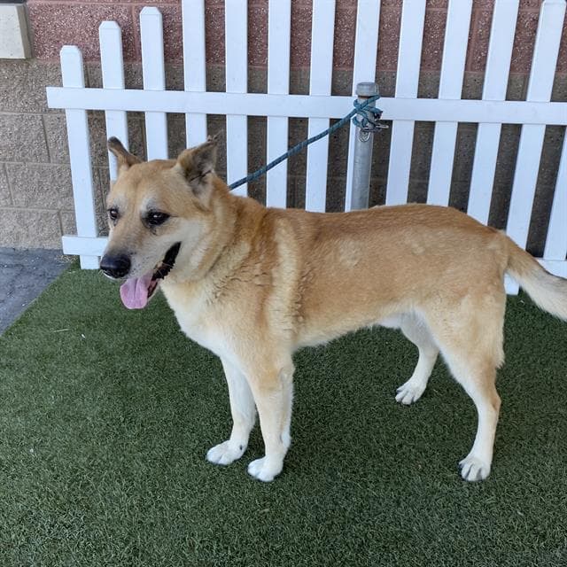 Lucas - German Shepherd Dog
