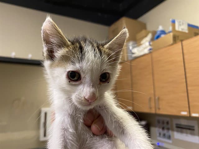 Bug - Domestic Short Hair