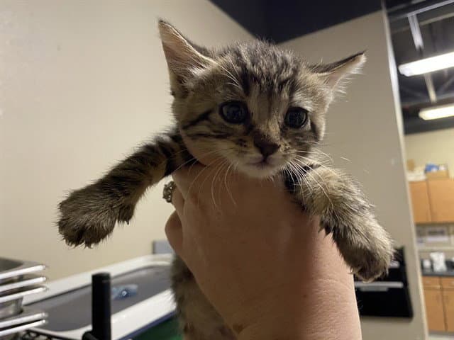 Taz - Domestic Short Hair