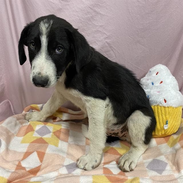 Unknown - Border Collie