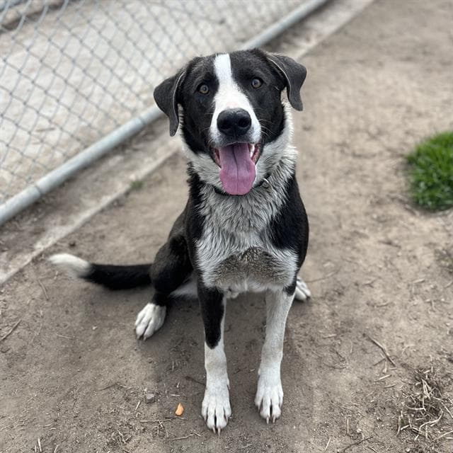 Jasper - Border Collie