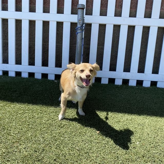 Unknown - Dachshund