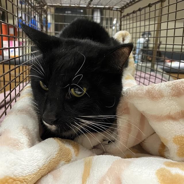 Unknown - Domestic Short Hair