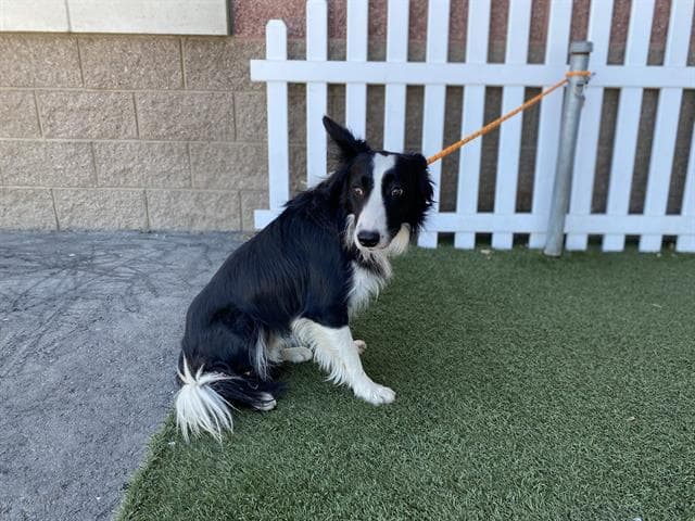 Unknown - Border Collie