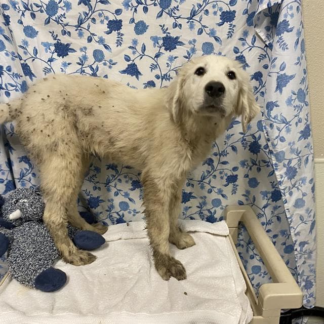 Unknown - Great Pyrenees