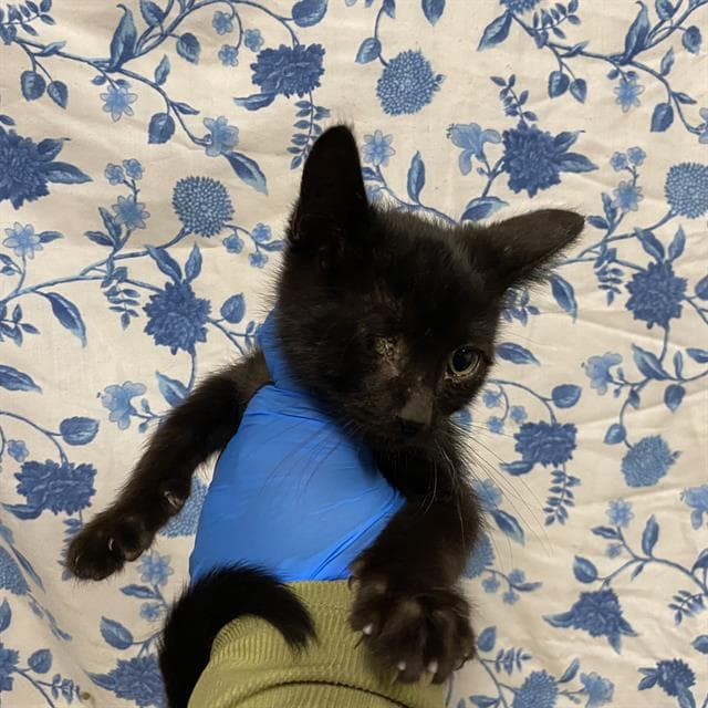 Unknown - Domestic Short Hair