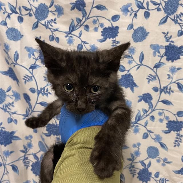 Unknown - Domestic Short Hair