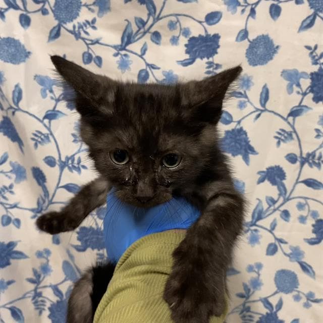 Unknown - Domestic Short Hair