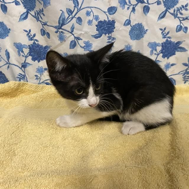 Unknown - Domestic Short Hair