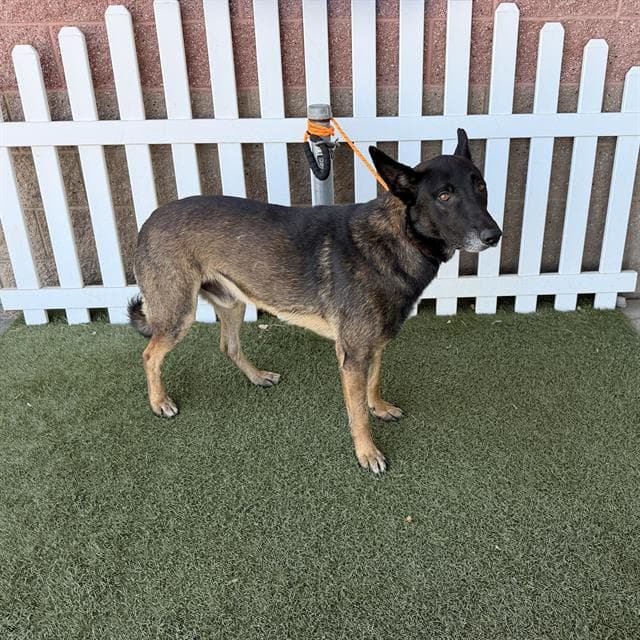 Unknown - Belgian Shepherd Malinois
