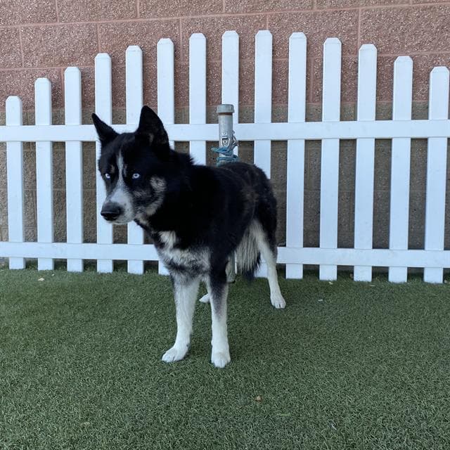 Unknown - Siberian Husky