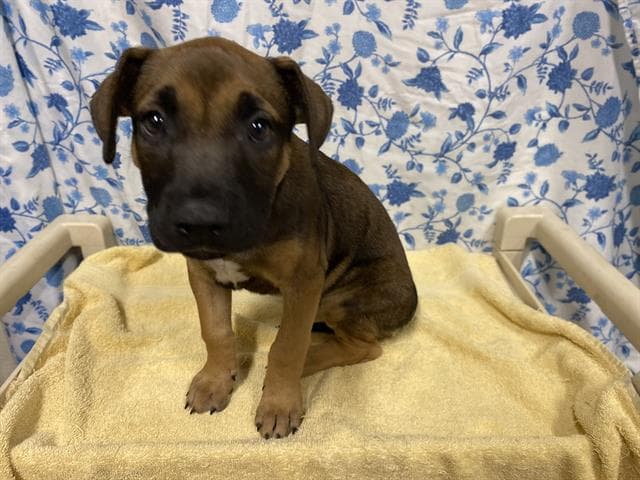 Unknown - Belgian Shepherd Malinois