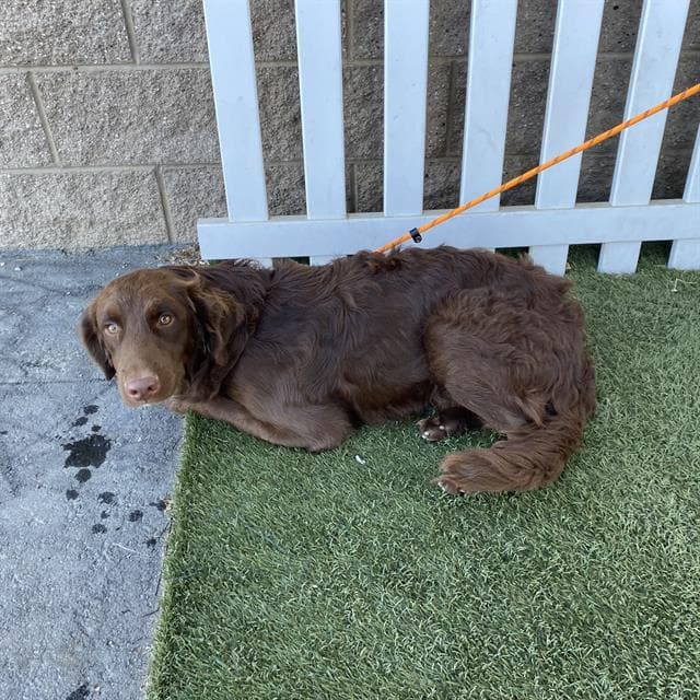 Unknown - Chesapeake Bay Retriever
