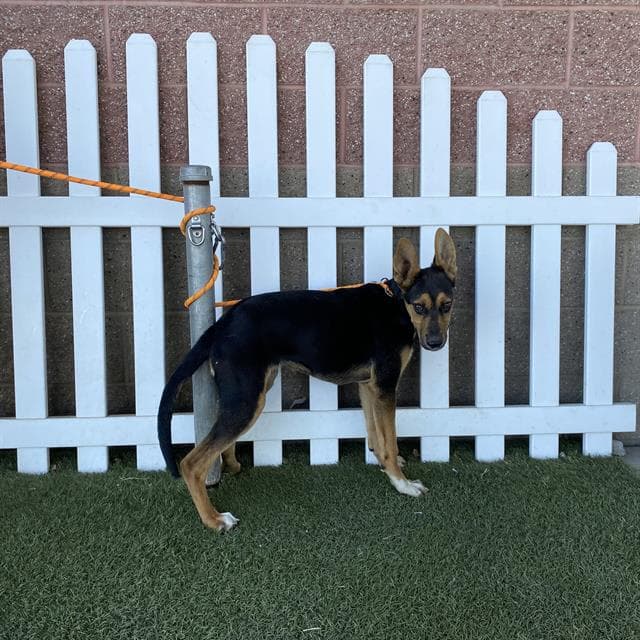 Unknown - German Shepherd Dog
