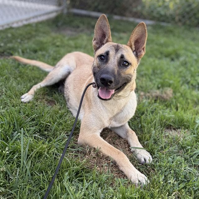 Blaze - German Shepherd Dog