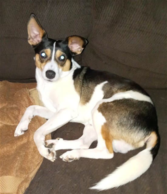 Rossko - Rat Terrier