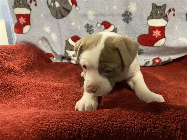 Yonny - Pit Bull Terrier