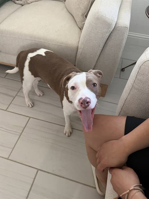 Yonny - Pit Bull Terrier