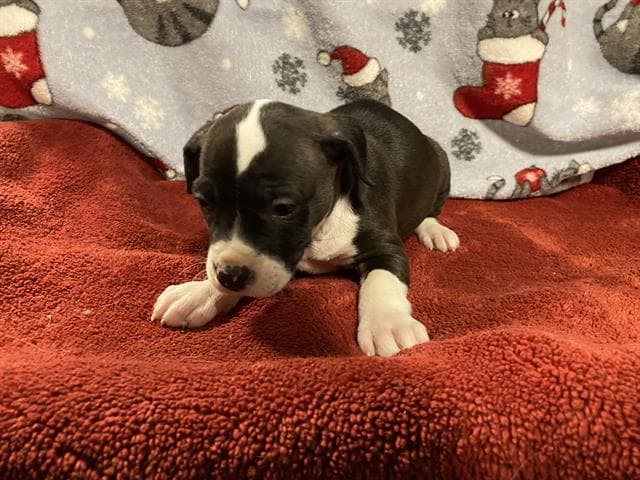 Lucy - Pit Bull Terrier