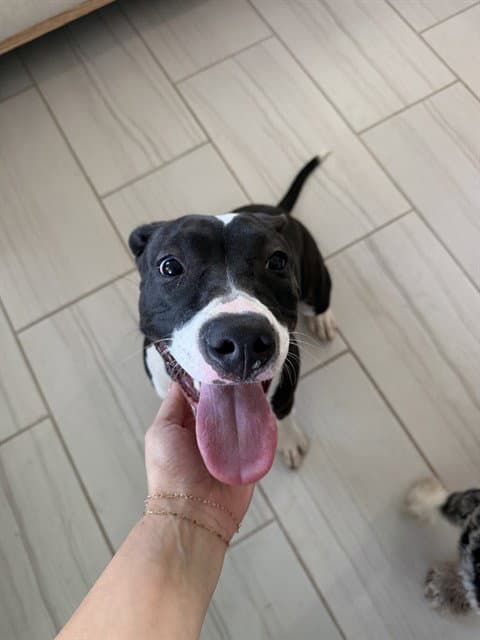 Lucy - Pit Bull Terrier