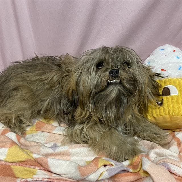 Kai - Shih Tzu