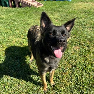 Jivy - German Shepherd Dog