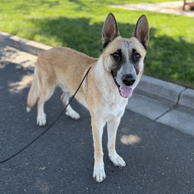 Rocket - German Shepherd Dog