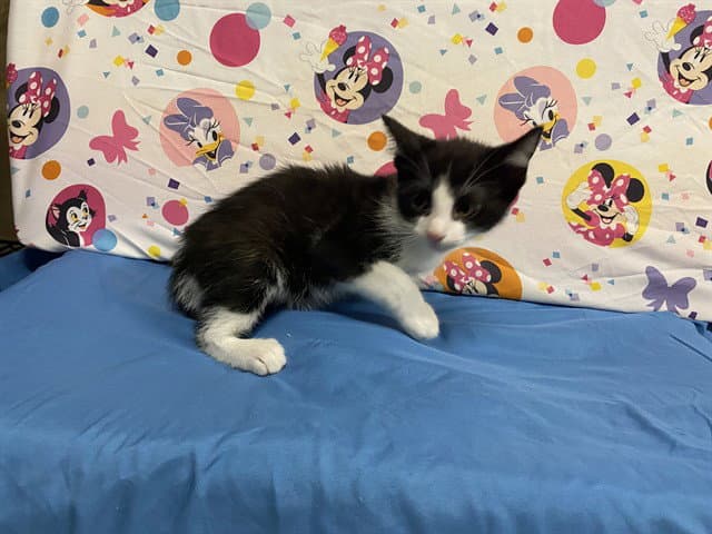 Unknown - Domestic Short Hair