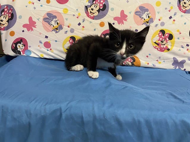 Unknown - Domestic Short Hair