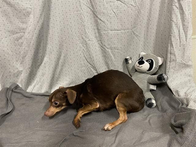 Unknown - Chihuahua