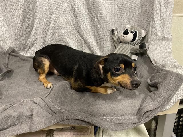 Unknown - Chihuahua