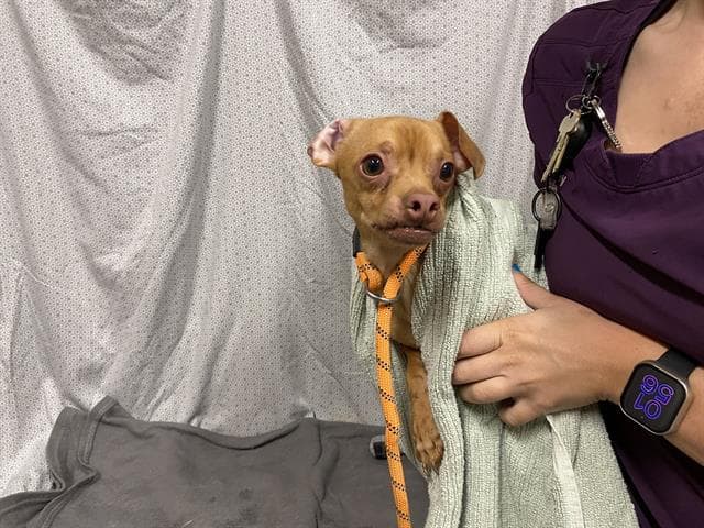 Unknown - Chihuahua
