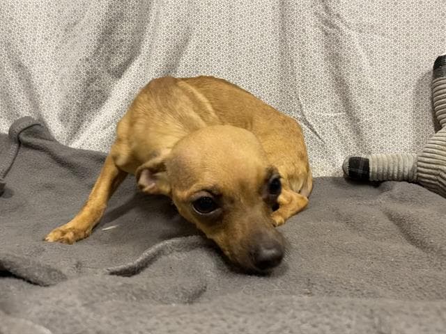 Chalupa - Chihuahua